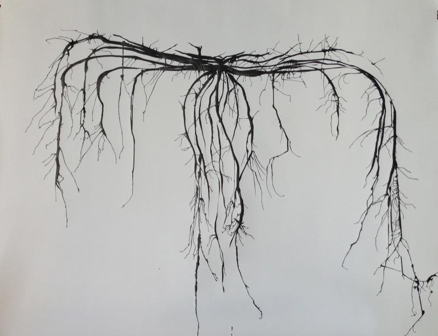 Root Vertebra Series